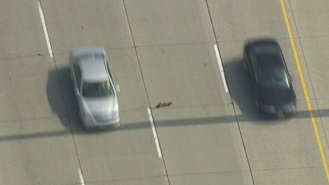 CTV Toronto's helicopter captured a mother duck and her duckling attempting to cross three lanes of fast moving traffic on the Hwy 407 on Wednesday, May 2, 2012.