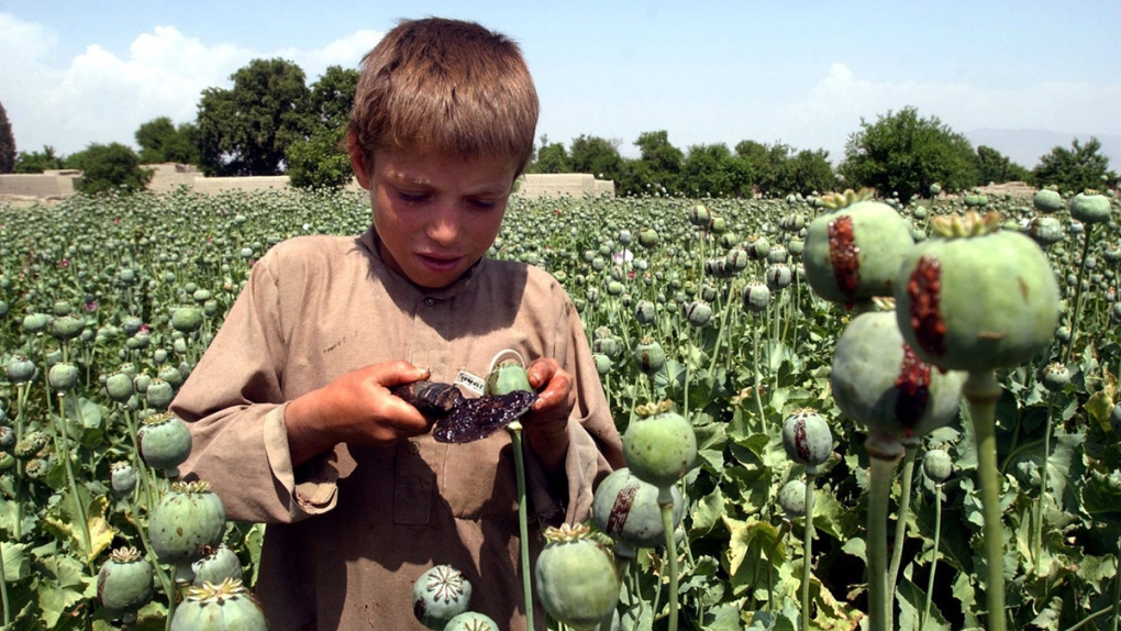 Afghan boy collects resin from poppies