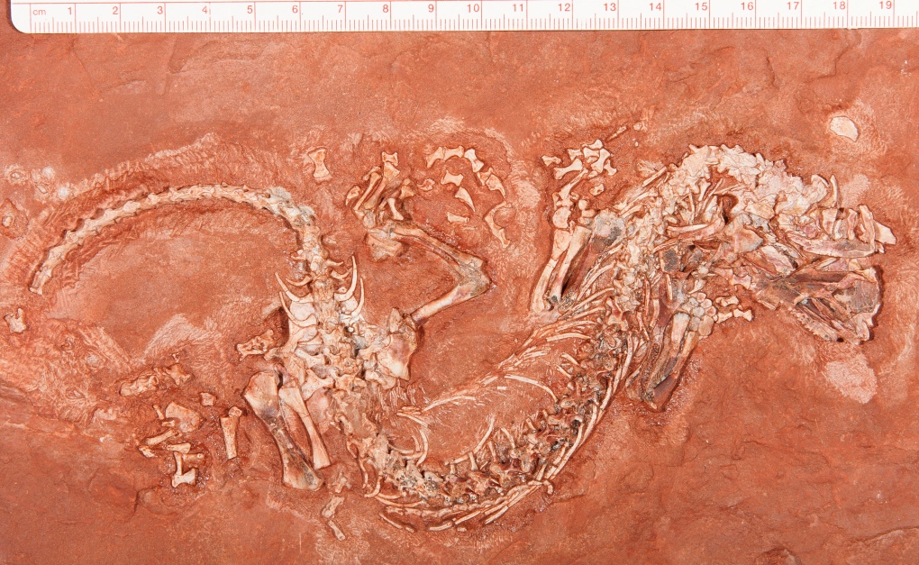 Reptile fossil