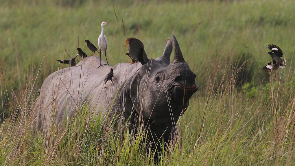 Rhino at India's Kaziranga national park