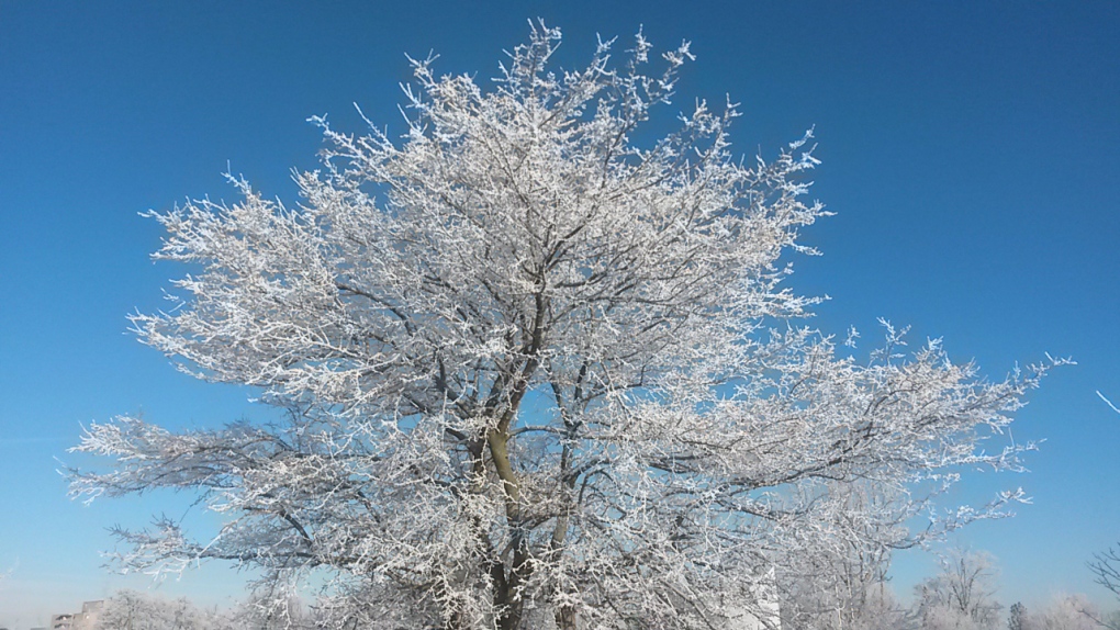 Hoar frost tree