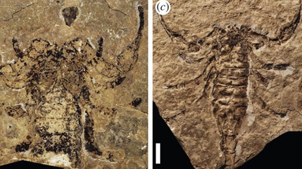 Fossil shows scorpion walked on land