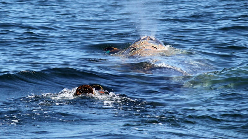 This image provided April 17, 2012, by Capt. Dave�s Dolphin and Whale Safari shows a gray whale entangled in netting in the waters off the coast of Southern California April 17, 2012. 