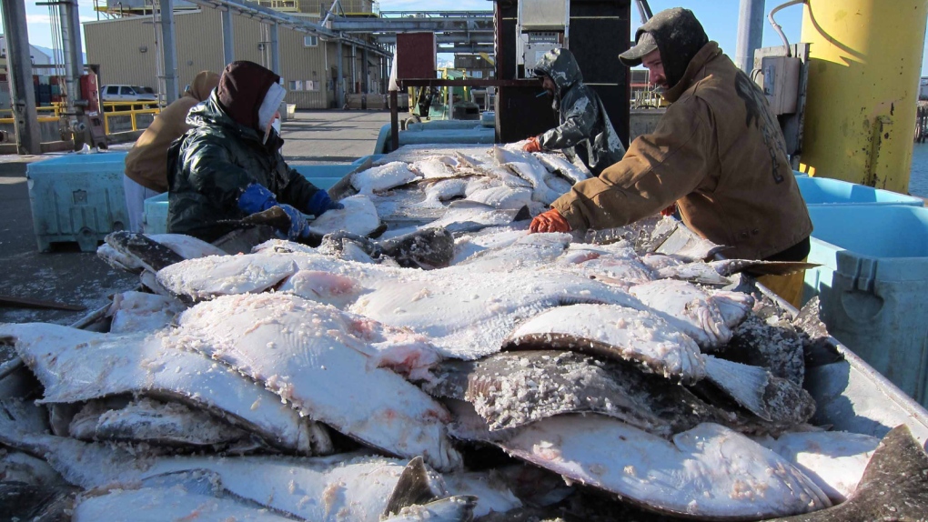 Canada-U.S. delegates to meet to discuss halibut 'wastage