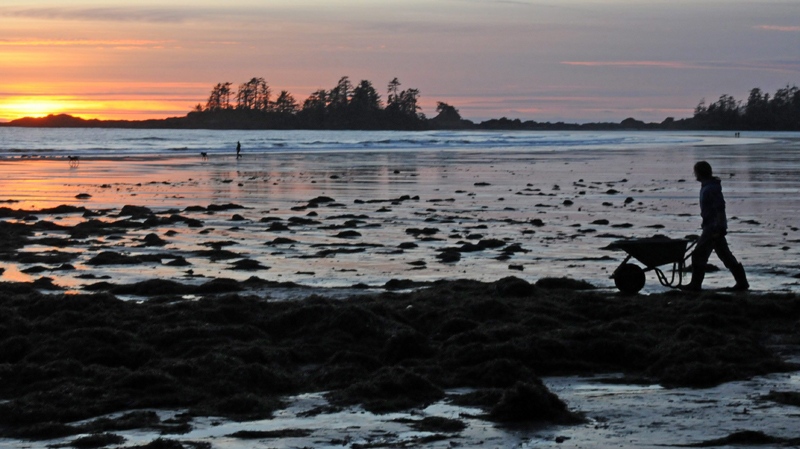 A Tofino resident picks up seaweed with a wheelbarrow on South Chesterman Beach in Tofino, B.C. as the sun sets on Thursday, Dec. 30, 2010. 