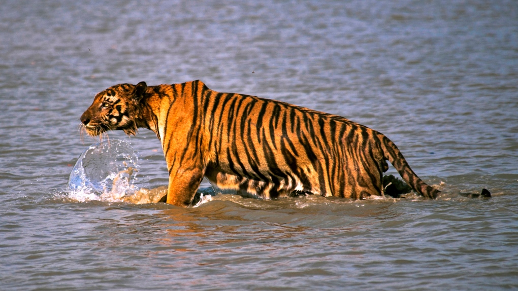 India's tigers