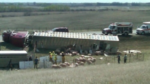 Emergency crews were on scene the afternoon of May 8, 2012 after a truck hauling hogs crashed on the Trans-Canada, west of Brandon. 