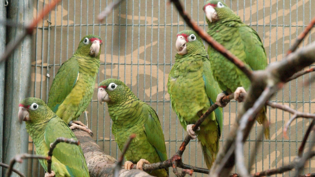 Puerto Rican parrots