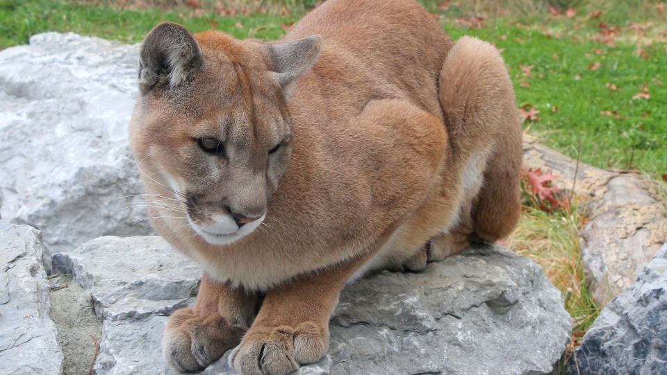 Cougar sighting