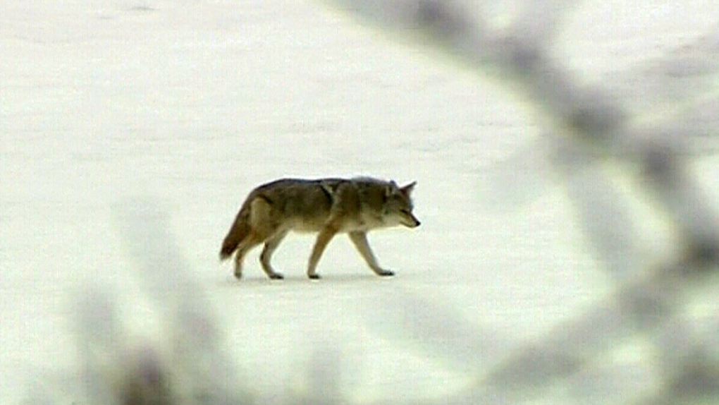 CTV Barrie: Coyote problem