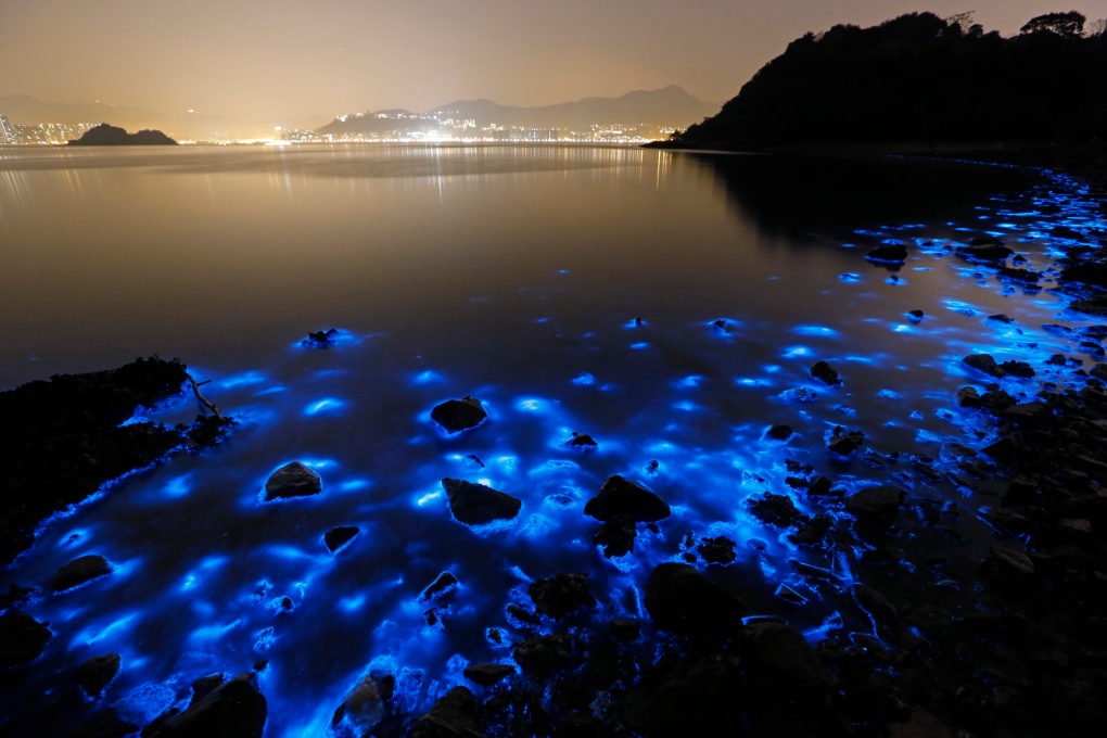 Hong Kong fluorescent seas