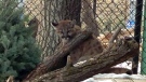 Online voters have given the name Teeka to a new cougar cub at the Assiniboine Park Zoo. (file image)
