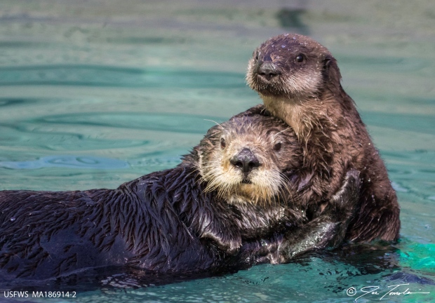 In odder news: Extinct otter species named after Grateful Dead ...