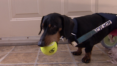 Pinky, a paraplegic dachshund featured in a Steele on Your Side investigation, has been given a �fabulous new home� after his appearance on the show. (CTV)