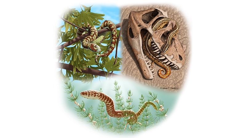 Snake fossil