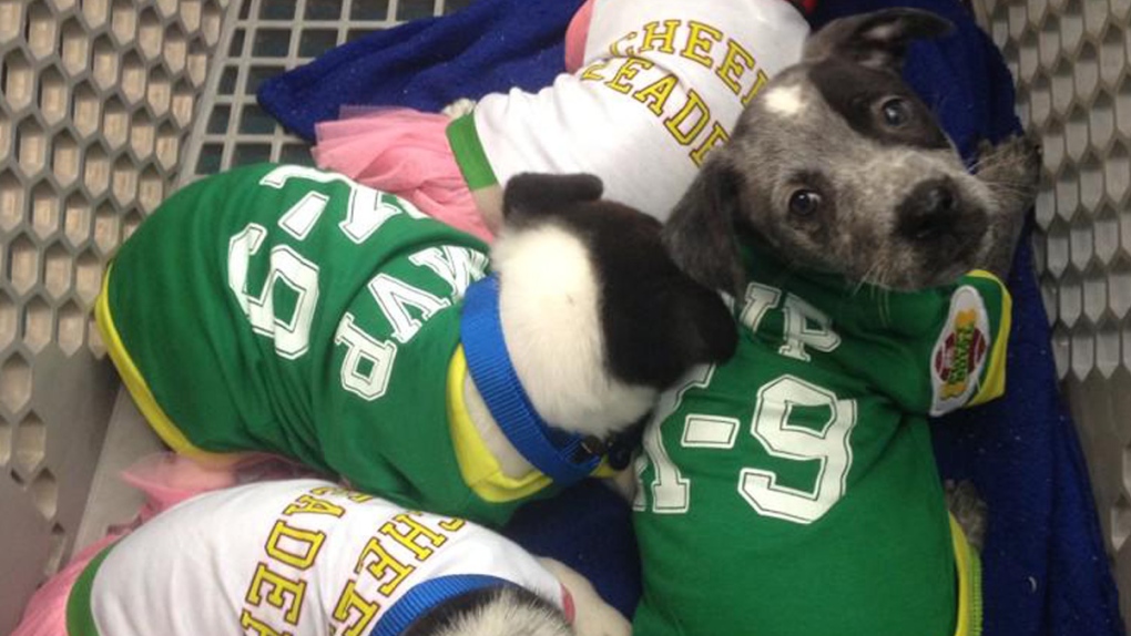 Uber offers 'Puppy Bowl' playtime on-demand | CTV News