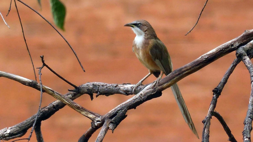 Bird survey in Myanmar