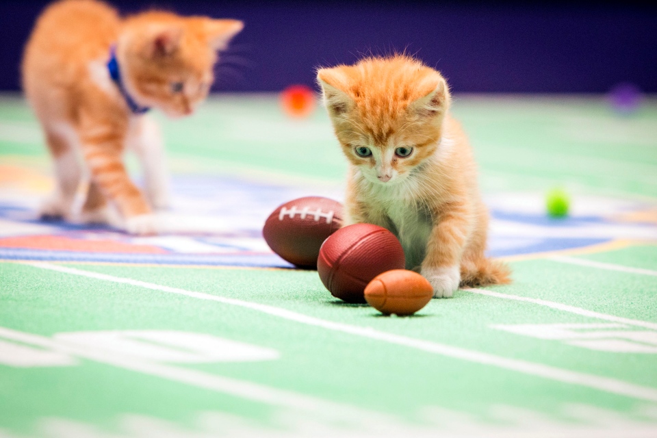 What time is it? Kitten Bowl IV taping time CTV News