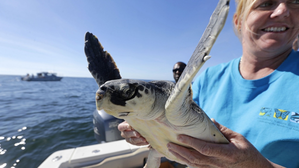 Sea turtles warmed up and released
