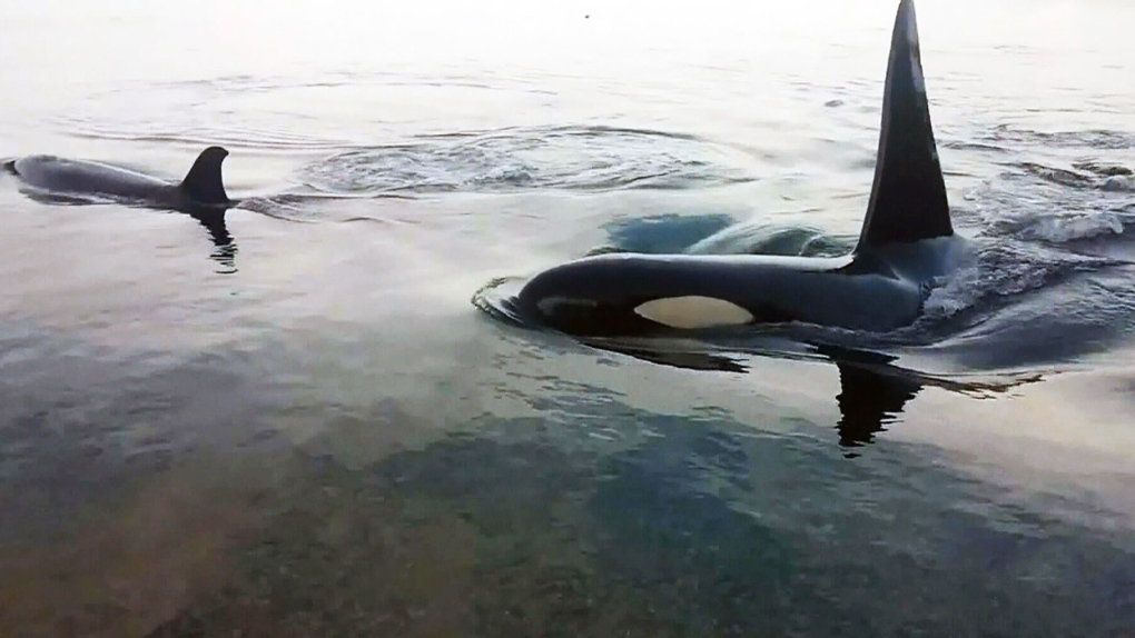 CTV Vancouver: Orca video surprises scientists