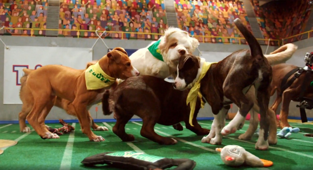 Puppy Bowl players