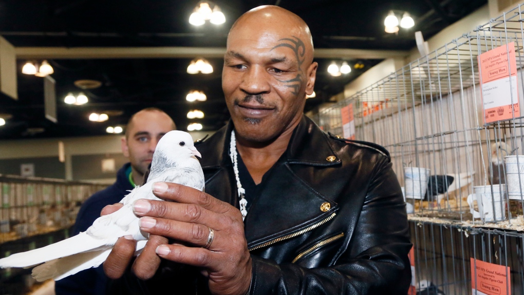 Mike Tyson pigeon
