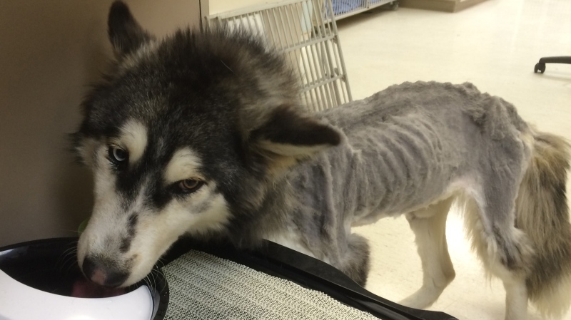 The Siberian husky was found by a concerned citizen on Jan. 31 near 256th and 128th streets. (Submitted photo / B.C. SPCA)