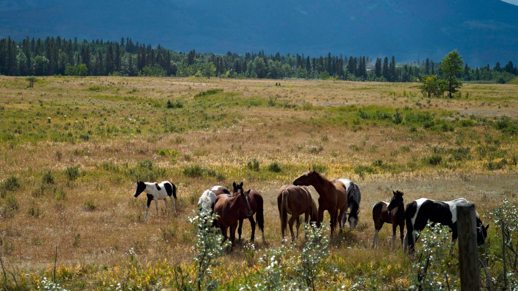 Alberta orders round up of wild horses