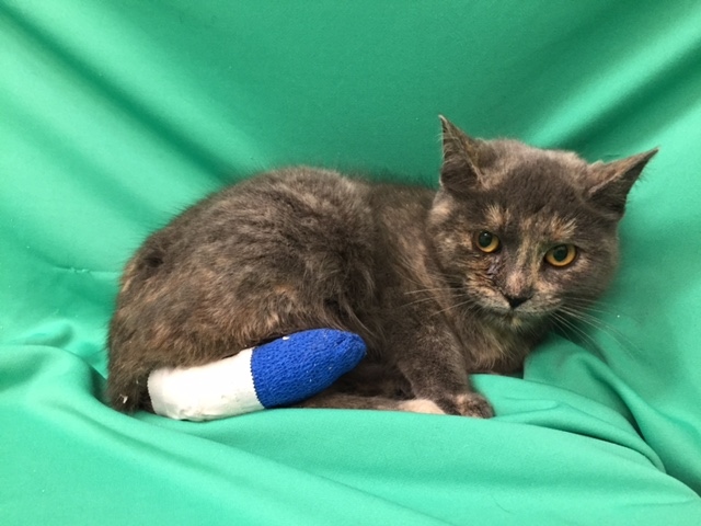 Marcie, wounded cat