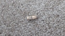 A family in Barrhaven found a bullet on the carpet in their master bedroom. 