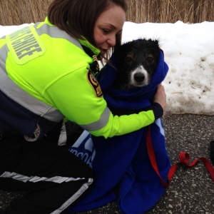 Malden Park Dog rescue/IMG_1719.JPG