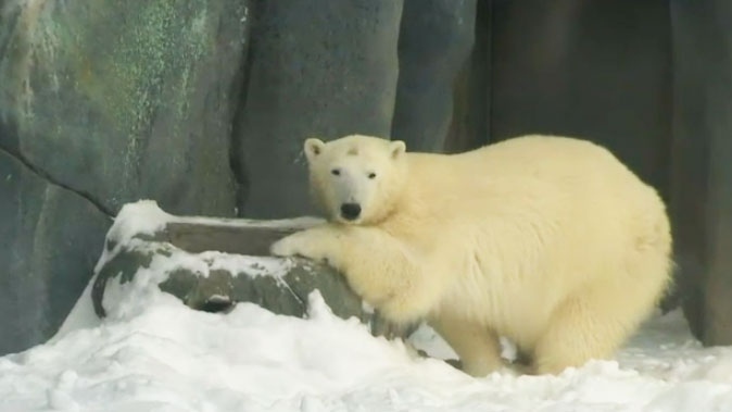 Humphrey the polar bear