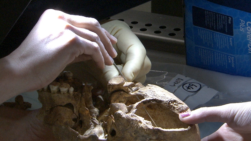 King Richard III skull