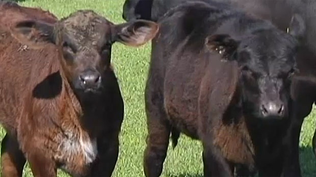 Mad cow disease in Alberta