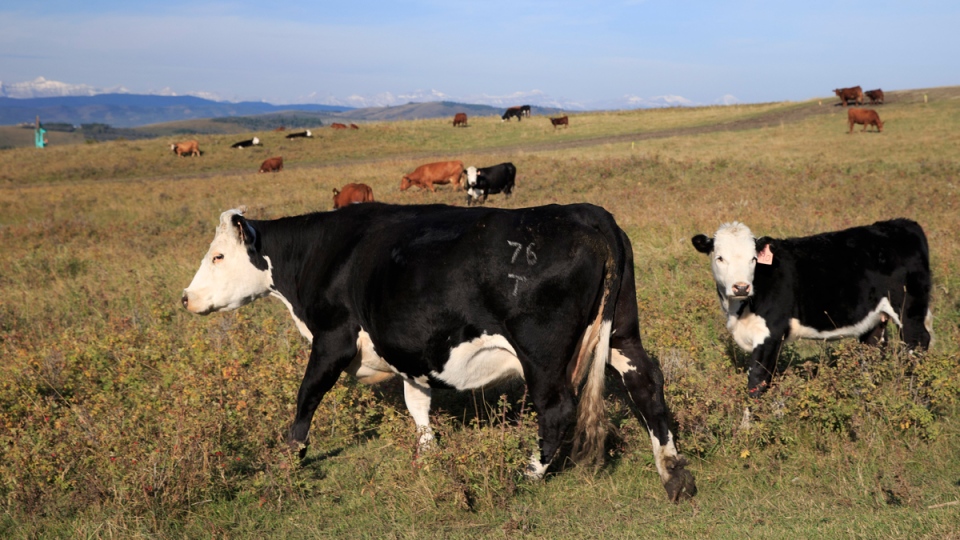Beef cattle in pasture near Longview, Alberta