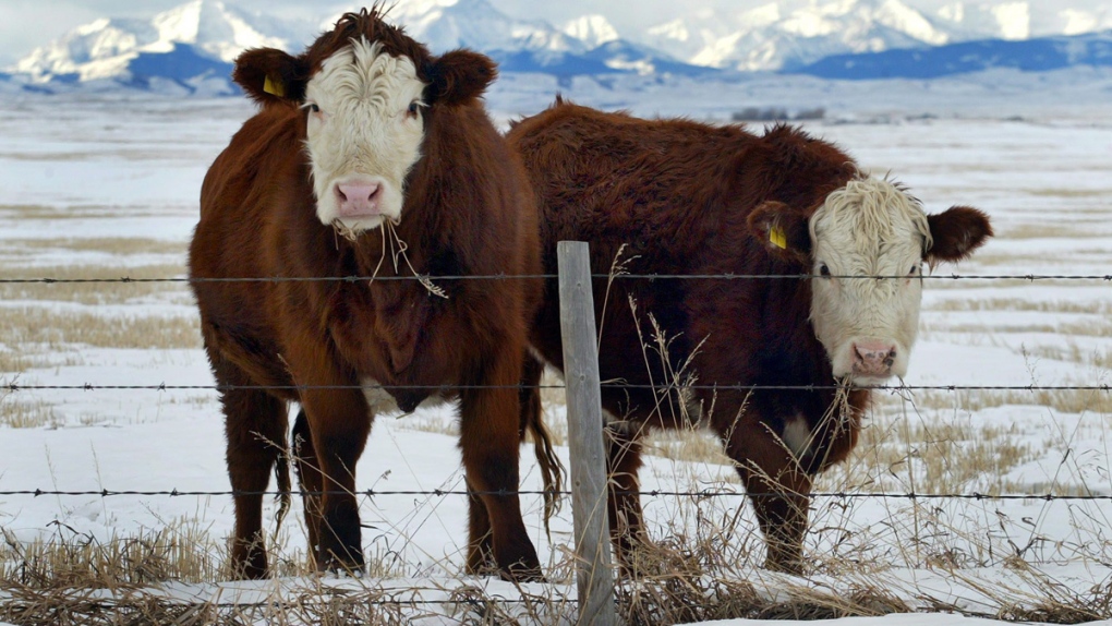 Case of Mad Cow disease in Alberta