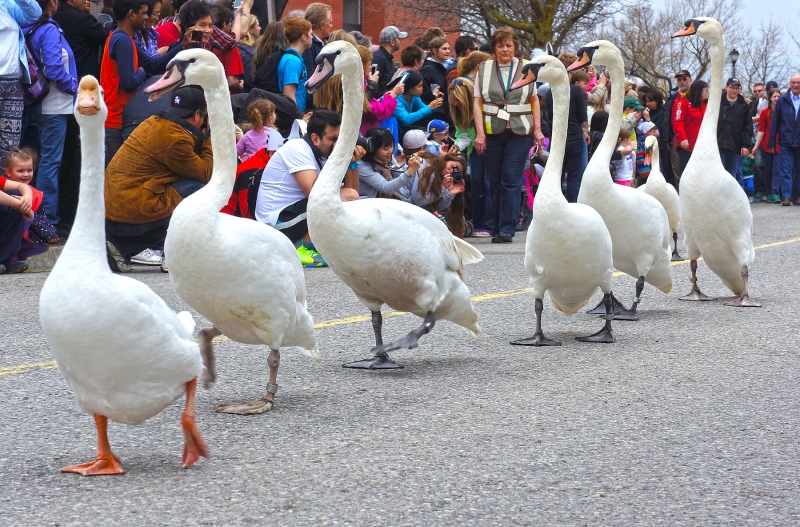Swans parade through downtown Stratford, Ont., on Sunday, April 13, 2014. (Lynn Boehler / MyNews)