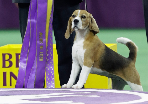 Canadian beagle takes 'Best in Show' at Westminste