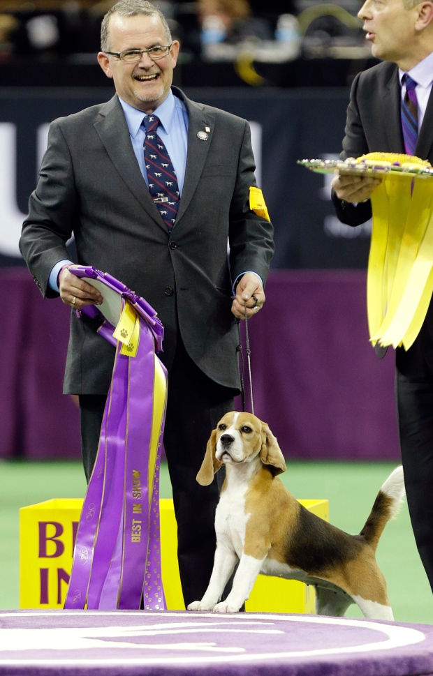 Best in Show Westminster