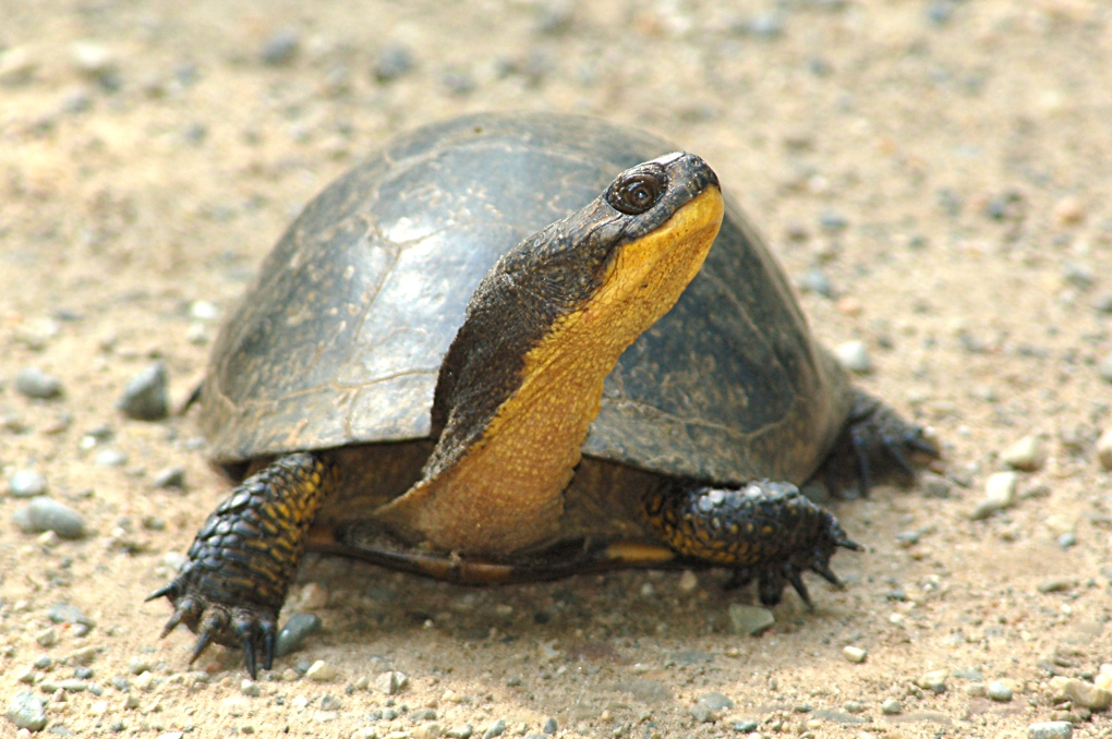 Blanding's turtle in Rouge Park
