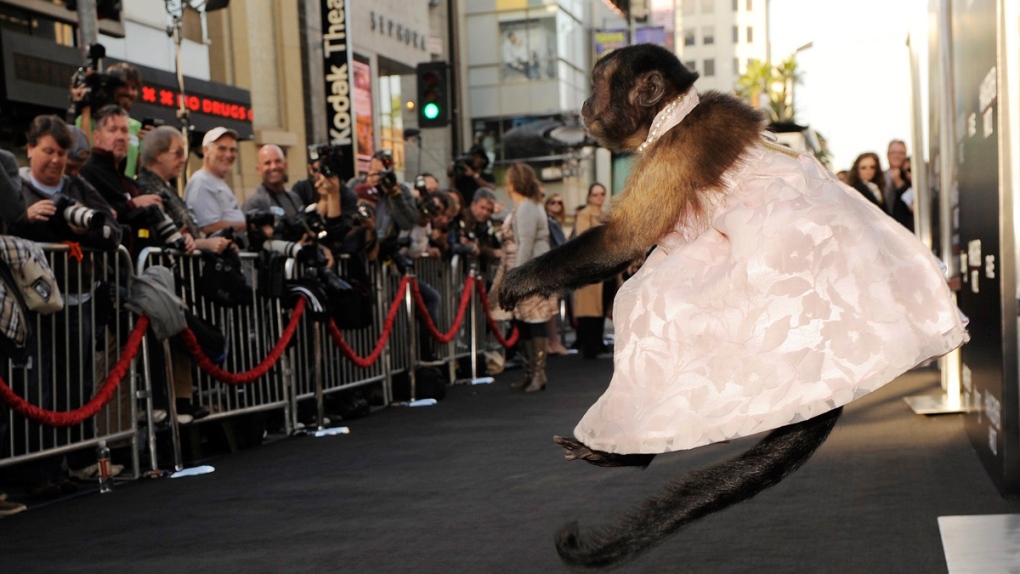 'Crystal the Monkey' at a movie premiere