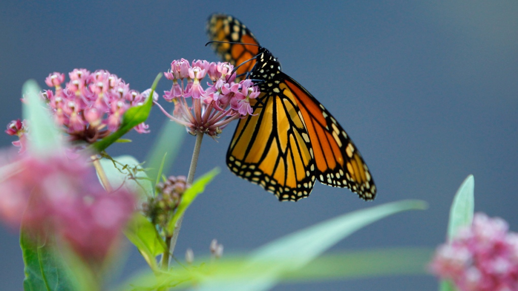 Monarch butterfly eats nectar from swamp milkweed