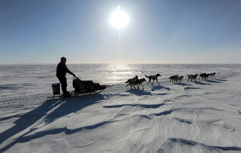 Alaska dog musher, dog team at 2013 Iditarod race 