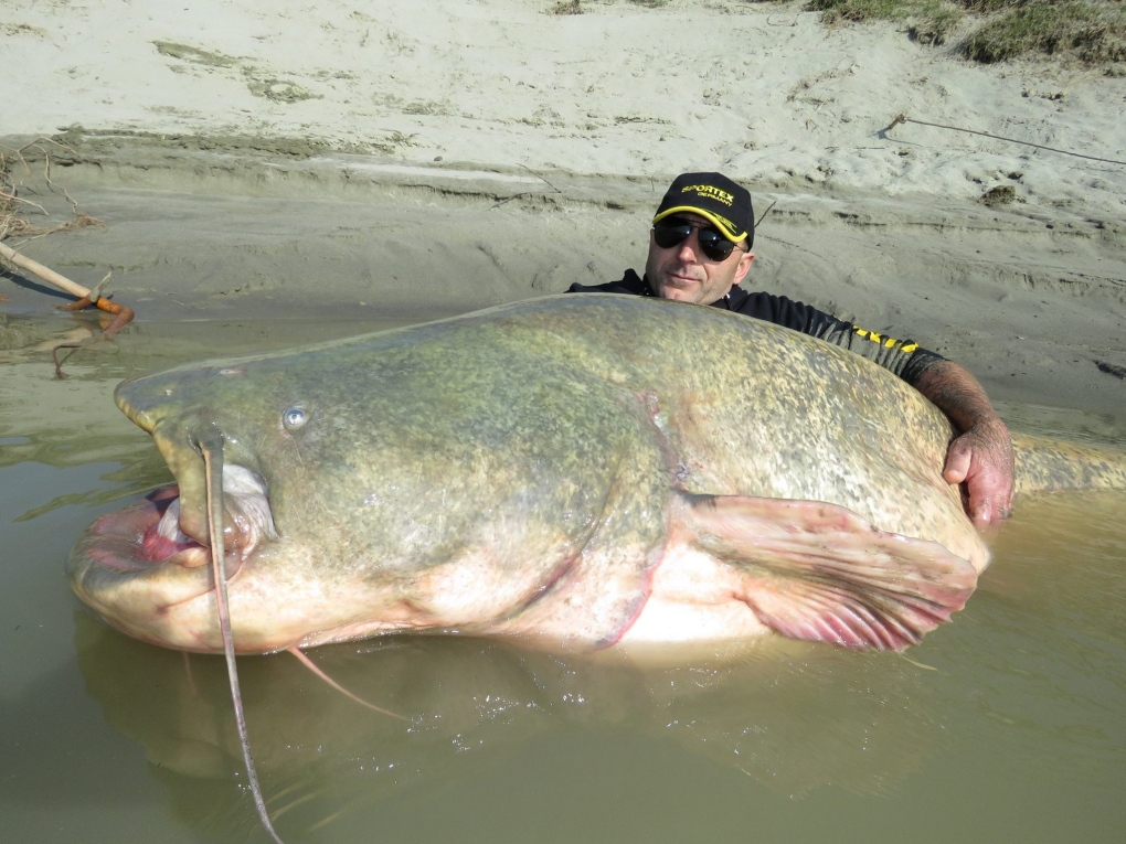 Angler lands massive 127 kg catfish in Italy