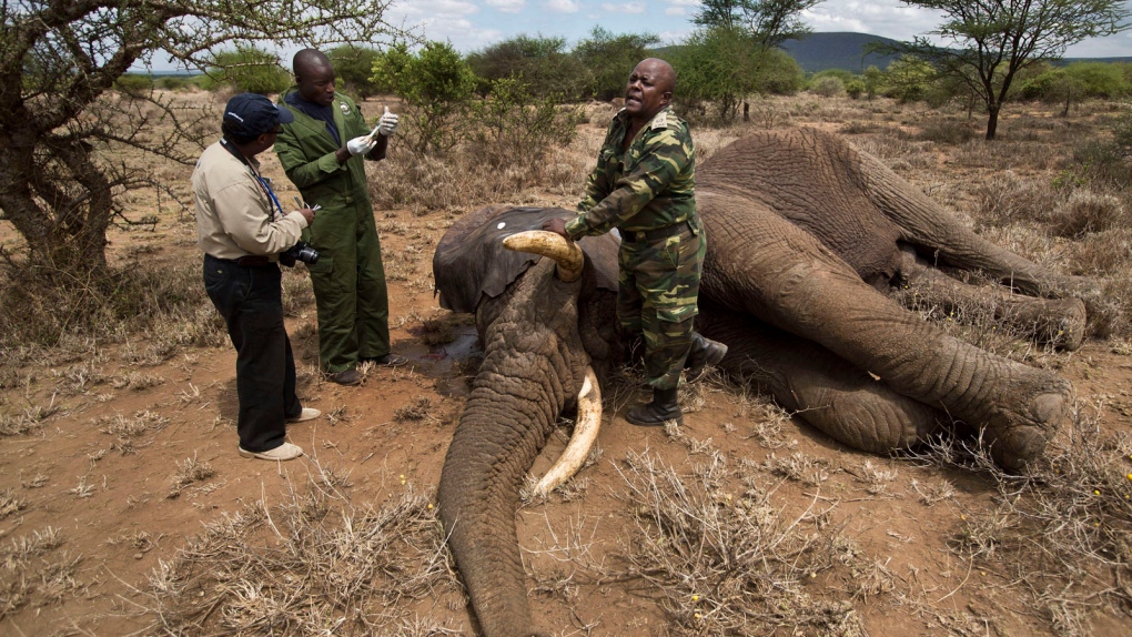 Members of the Kenya Wildlife Service