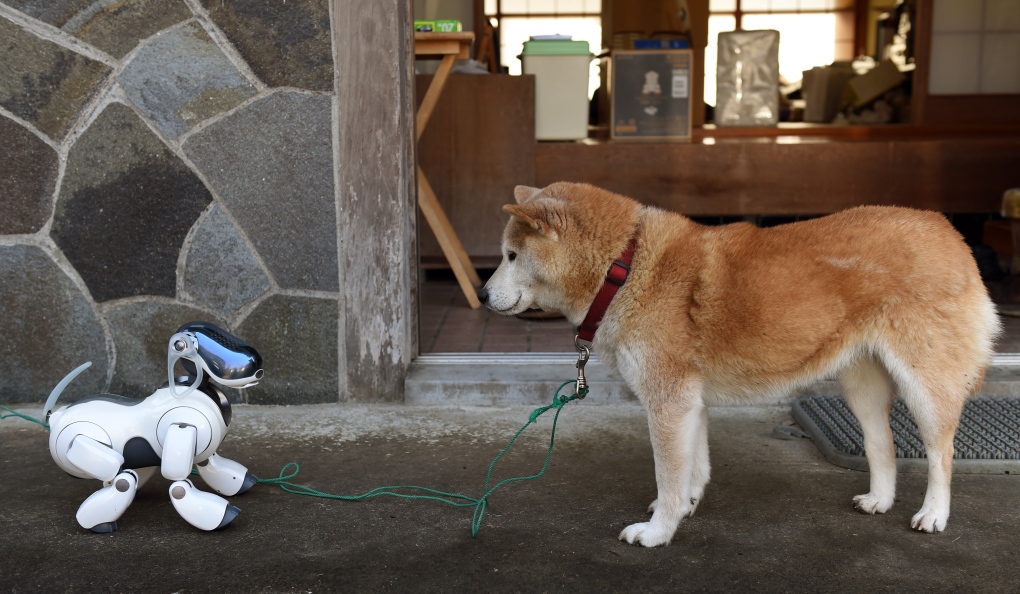 Japanese pet owners hold funeral for robot dogs