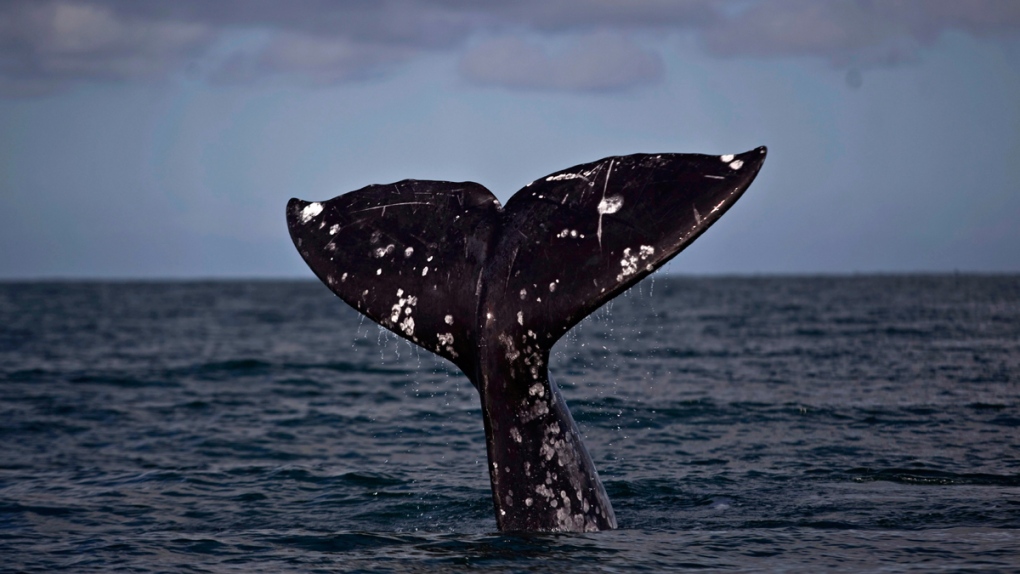The tail of a gray whale