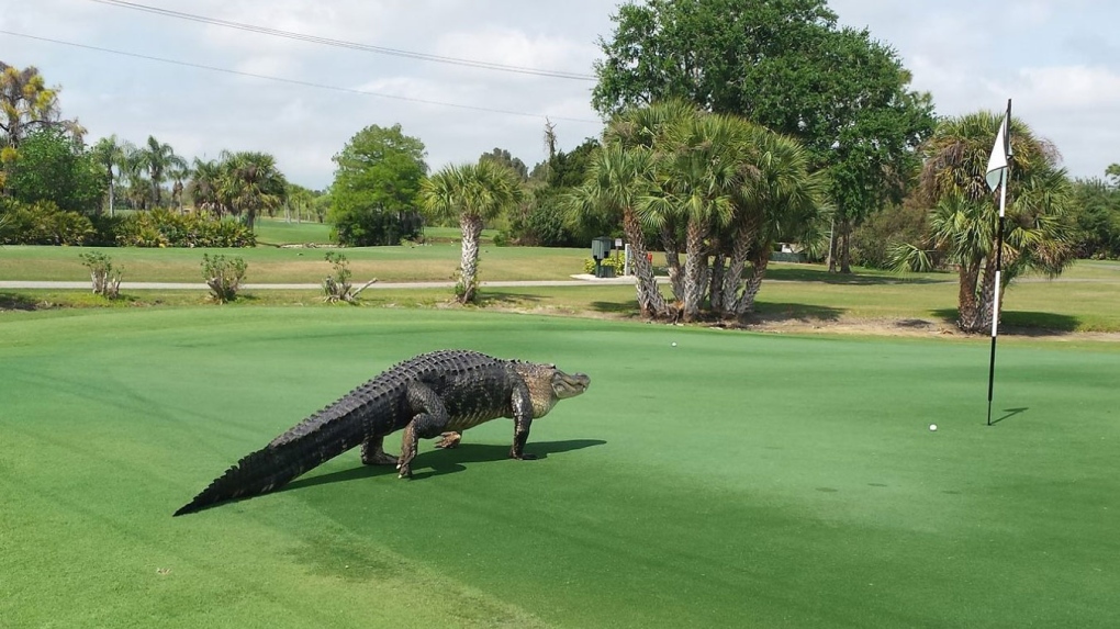 Large alligator on Florida golf course