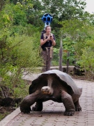 A giant tortoise crawls along the path in Galapaguera, a tortoise breeding centre, in Ecuador in this 2013 file photo provided by Google. (AP / Google)