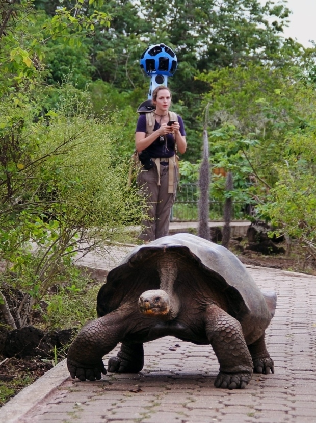 how big is the galapagos tortoise